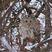 Мечты сбываются! Длиннохвостая неясыть. :: Ольга Митрофанова