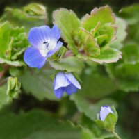 Цветы цвета неба...простые и нежные... :: Надежда Куркина 