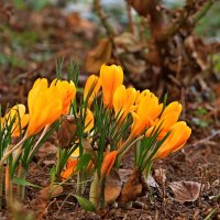 уже весна :: Игорь Kуленко