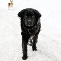 пёс :: Александр 