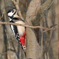 Дятлофото ) :: Андрей Зайцев