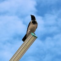 Мне сверху видно всё, ты так и знай... :: Светлана 