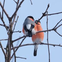 Два снегиря :: Александр 