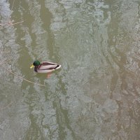 Не совсем одиночное плавание (подружку его я тоже видел) :: Андрей Лукьянов