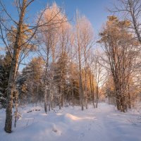 Зимнее солнце в заиндевелых макушка деревьев :: Лилия 