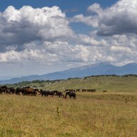 Плато Лаго-Наки :: Игорь Сикорский