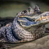 крокодил :: Аркадий Лаптенко крокодил :: Аркадий Лаптенко