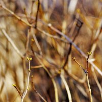 Зелень :: Юрий Гайворонскiий