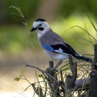 Сойка. :: Alexander Amromin