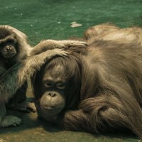 Милашка - Я тебя ЛюблЮ :: Владимир Максимов