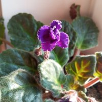 Пробуждение фиалки :: Елена Семигина