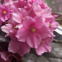 Фиалка :: Елена Семигина