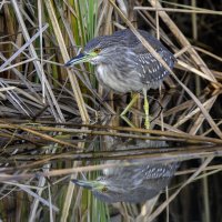 Кваква. :: Alexander Amromin