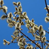 Вербочка :: Наталья ***