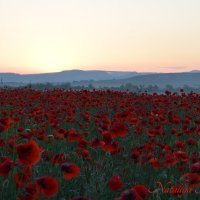 Природа Крыма :: Изумительная Космея