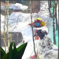 Любопытный голубь :: Ольга Довженко