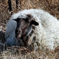 Травку овечка на поле жевала. Было ей скучно, травы было мало ... :: nadyasilyuk Вознюк
