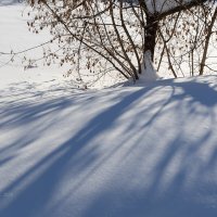 Свет и тени от куста :: Александр Синдерёв