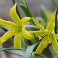 Гусиный лук :: Надежда Куркина 