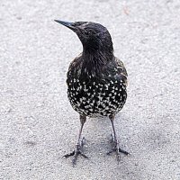 городские птахи :: Олег Лукьянов