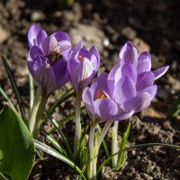 Первые цветы весны. :: Александр. AVG100 ---