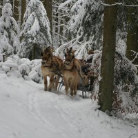 "Однажды в студёную зимнюю пору" :: Ирэн 