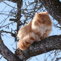 Коты прилетели :: Александр