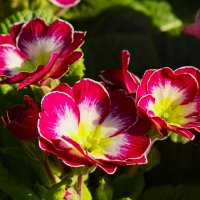 Весны картинки :: Юрий. Шмаков