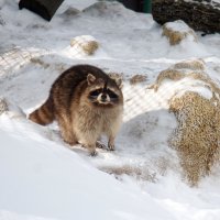 Весну почуяв... :: Евгений Шафер