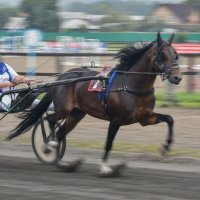 К финишу. :: юрий Амосов