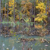 Осень. :: веселов михаил 