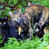 Кошка с котятами :: жанна нечаева