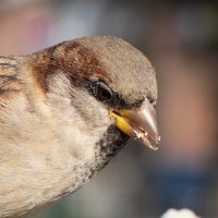 *** :: Николай Чекалин