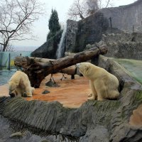 в Пражском зоопарке (архив) :: Ольга 