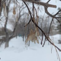 На ветру... :: Андрей Хлопонин