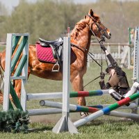 Конкур :: SanSan 