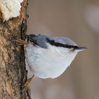 Поползень :: Лина 