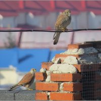 Он и она :: Сеня Белгородский