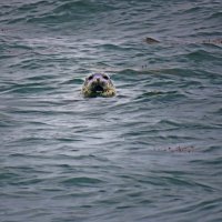 А что это вы тут делаете? :: ИРЭН@ .