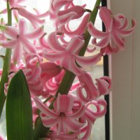 Гиацинт :: Елена Семигина Гиацинт :: Елена Семигина