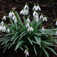 Подснежники :: Рита Симонова