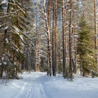Окрестности Красноборска. :: Андрей Дурапов