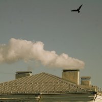 хищная птица :: Дмитрий Потапов