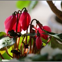 Цветок :: Михаил Кобзев Цветок :: Михаил Кобзев