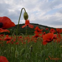 Природа Крыма :: Изумительная Космея