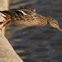 Точка невозврата :: Игорь Шевченко Точка невозврата :: Игорь Шевченко