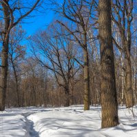 Весенние :: юрий поляков