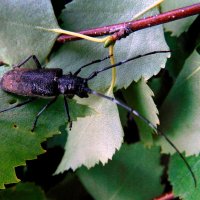 Обладатель шикарных усов. :: nadyasilyuk Вознюк