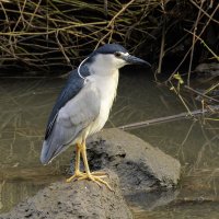 Кваква :: Alexander Amromin