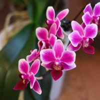 Моя коллекция орхидей :: Irene Irene